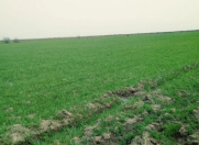 Satılır 300 sot torpaq Xızı