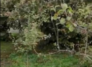 Satılır 3 otaqlı 80 m2 həyət evi İsmayıllı