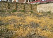 Satılır 6 sot torpaq Badamdar