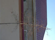 Satılır 2 otaqlı 2 m2 həyət evi Binəqədi