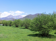 Satılır 100 sot torpaq Qəbələ