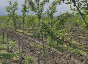 Satılır 981.5 sot torpaq Siyəzən