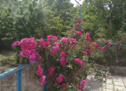 Satılır 4 sot torpaq Maştağa