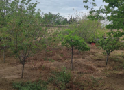 Satılır 6 sot torpaq Fatmayı