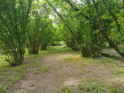 Satılır 12 sot torpaq Oğuz