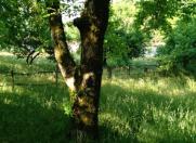 İcarəyə verilir 2 otaqlı 70 m2 bağ evi Qəbələ