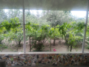 İcarəyə verilir 3 otaqlı 75 m2 bağ evi Bilgəh