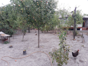 Satılır 4 sot torpaq Qəbələ