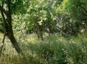 Satılır 5 sot torpaq Buzovna