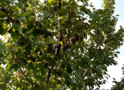 Satılır 35 sot torpaq Xaçmaz