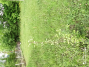 Satılır 20 sot torpaq Qəbələ