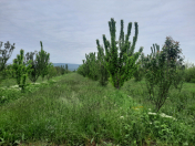 Satılır 230 sot torpaq Quba