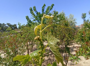 Satılır 5 otaqlı 200 m2 bağ evi Pirşağı