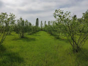 Satılır 90 sot torpaq Qəbələ