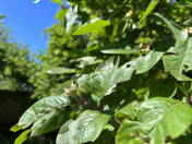 Satılır 13 sot torpaq Qəbələ