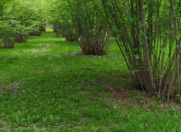 Satılır 350 sot torpaq Qax