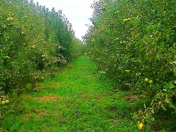 Satılır 43 sot torpaq Quba