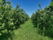 Satılır 116 sot torpaq Xaçmaz