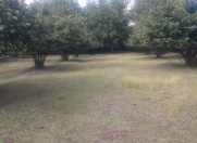 Satılır 40 sot torpaq Qəbələ