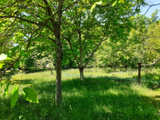 Satılır 40 sot torpaq Qəbələ