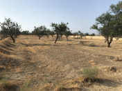 Satılır 42 sot torpaq Saray