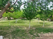 Satılır 7 sot torpaq Ramana