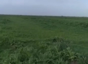 Satılır 10000 sot torpaq İmişli