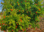 Satılır 6 sot torpaq Sumqayıt