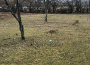 Satılır 21 sot torpaq Qəbələ