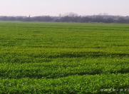 Satılır 1300 sot torpaq Xaçmaz