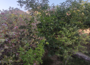 Satılır 4 sot torpaq Qaraçuxur