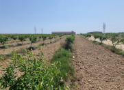 Satılır 2700 sot torpaq Qala