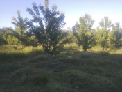 Satılır 8 sot torpaq Quba