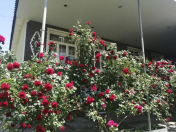 İcarəyə verilir 2 otaqlı 70 m2 həyət evi Oğuz