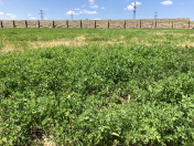 Satılır 5 otaqlı 40000 m2 obyekt Heydər Əliyev Mərkəzi