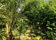 Satılır 2 otaqlı 13.3 m2 həyət evi Sumqayıt