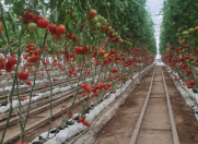 Satılır 8000 sot torpaq Zirə