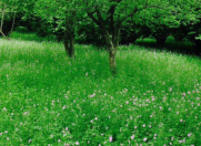 Satılır 80 sot torpaq Qəbələ