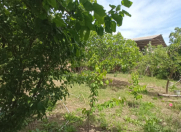 Satılır 12 sot torpaq Masazır