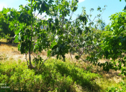 Satılır 4 sot torpaq Azadlıq meydanı