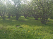 Satılır 6.5 sot torpaq Qəbələ