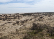 Satılır 5000 sot torpaq Neftçala