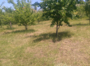 Satılır 14 sot torpaq Qusar