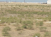 Satılır 200 sot torpaq Məhəmmədli