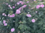 Satılır 5 otaqlı 400 m2 bağ evi Bilgəh