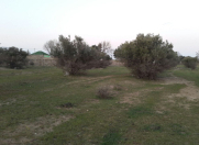 Satılır 108 sot torpaq Buzovna