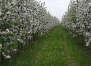 Satılır 170 sot torpaq Quba