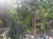 Satılır 2 sot torpaq Y.Günəşli