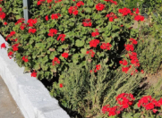 Satılır 3 otaqlı 100 m2 bağ evi Dübəndi bağları