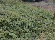 Satılır 6 sot torpaq Quba